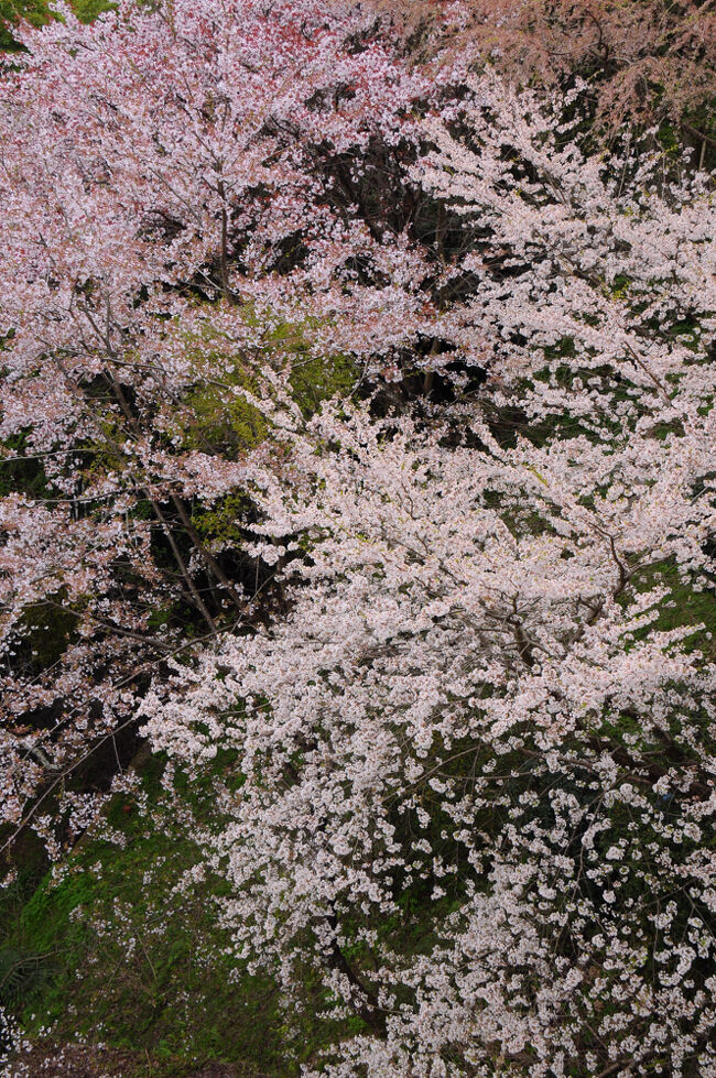 k-sho0012_1.jpg?t=20240517163351