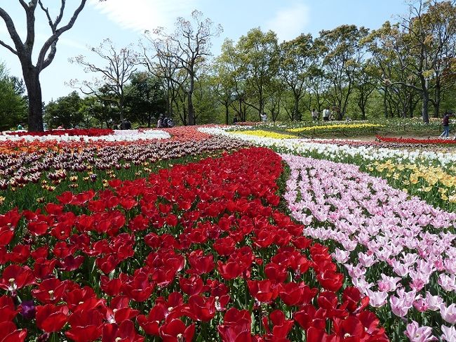 芝桜まつり チューリップまつり 岐阜県の旅行記 ブログ By チャミーさん フォートラベル