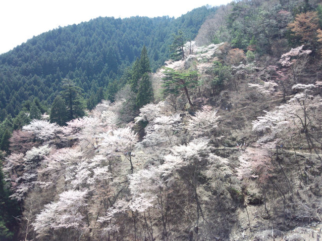 奥千本に来ると咲いてました！