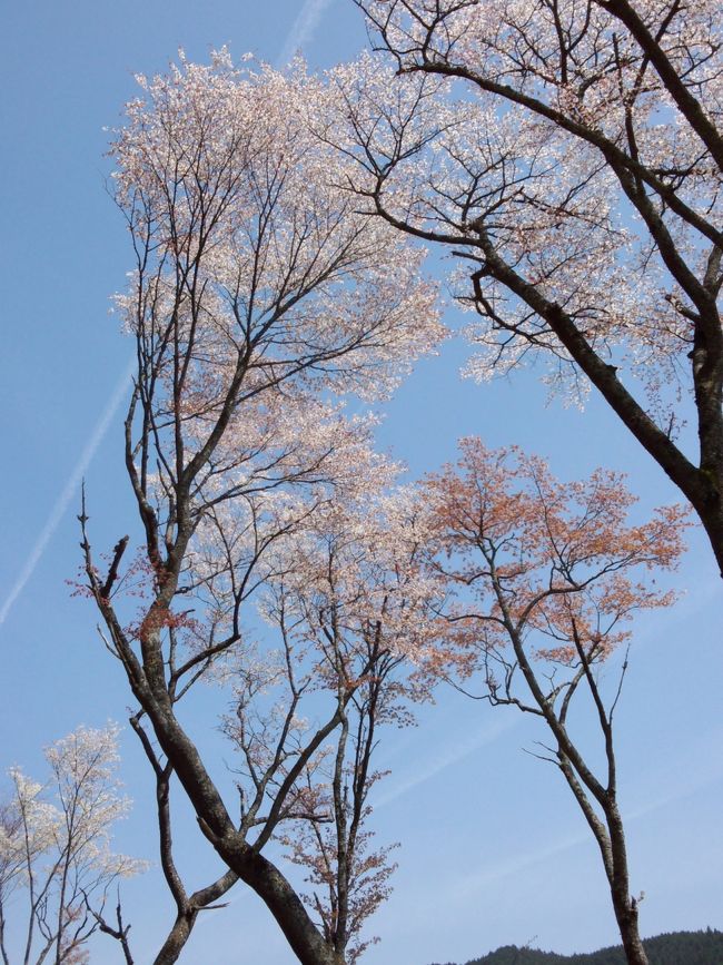飛行機雲と桜