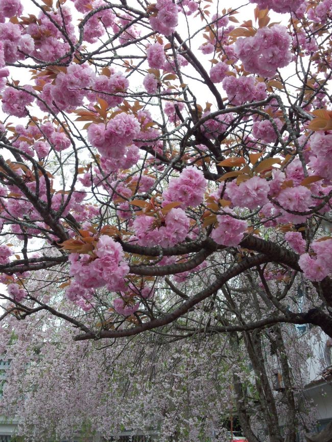 奥千本をあとにし、中千本まで歩いて来ました。境内の桜は咲いてました。