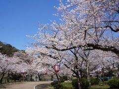 桜の道を通って玄宮園へ向かいます。