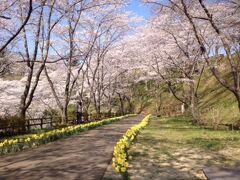 2箇所目はこれまたワンパターンの船岡城址公園


こちらも管理体制が強化

駐車場代を徴収する時3台同時に停めて3人が一台ずつ担当

終わったら次の3台を止める方式で誘導がスムーズになってました