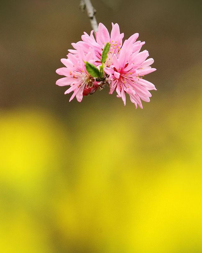Solitary Journey 1369 まさに桃源郷 菊桃が1000本 他に菜の花 白桃 花桃などが ラ スカイファーム 広島県世羅町 世羅 広島県 の旅行記 ブログ By Mechagodzilla 703さん フォートラベル Solitary Journey 1369 まさに桃源郷 菊桃が1000本 他に菜の花 白桃 花桃などが ラ スカイファーム 広島県世羅町 世羅 広島県 の旅行記 ブログ By Mechagodzilla 703さん フォートラベル