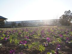 冬なのでお花は少なめですが自然がいっぱいで気持い〜