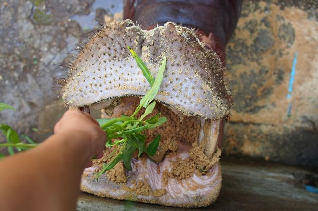 カバだ。<br />丁度エサの時間で、飼育員が地面にまいたエサに夢中。<br /><br />おーい、おーい、こっちだよ、まったく上を向かない。<br />横からラーラーラ、ラーラーラの声、あ！向いたよ。<br />ふんふん、こっちではラーラーラなんだ。