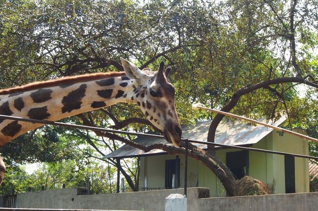 キリンだね、棒の先につける。<br /><br />２本もらうとさっさと奥へ戻って行った。<br />分かってるんだね、２本で終わりって。<br /><br />