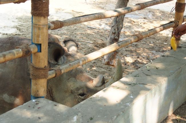 なんとサイにまでエサがやれる。((o(б_б;)o))ﾄﾞｷﾄﾞｷ。<br /><br />残念ながら、カバみたいに口は開けてくれなかった。<br />地面に落とす。<br /><br />