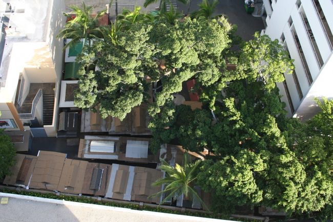 17階、眼下にブロッコリー（？）