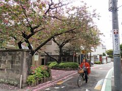 諏訪台通りの沿道には寺院が多く、その１つ「養福寺」に立ち寄ってみました。
八重桜の花びらが、ピンクの絨毯を作っています。