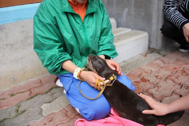 カワウソがいて、イベントで園内を飼育員さんが散歩をさせる。そして触ることも出来る。猫とはまた違った触り心地。