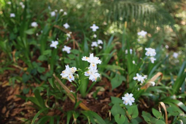 が、自然散策も出来た笑