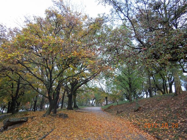 バスを降りたあとはこんな感じの道をてくてくと歩いて丘まで上ります<br /><br />落ち葉が綺麗！