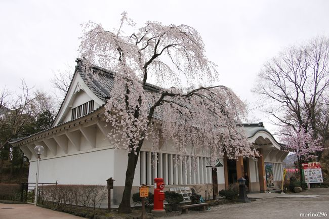 桜と温泉を楽しみに信州へ 4 小諸 懐古園の桜まつりと街歩き 小諸 御代田 長野県 の旅行記 ブログ By Morino296さん フォートラベル 桜と温泉を楽しみに信州へ 4 小諸 懐古園の桜まつりと街歩き 小諸 御代田 長野県 の旅行記 ブログ By Morino296さん フォートラベル