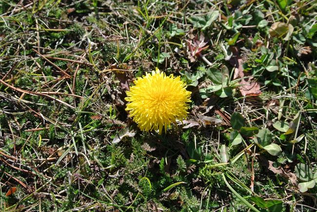 パタゴニアといえば、椎名誠さんの著書の影響で、やはりタンポポのイメージがありましたが、残念ながらあまり咲いていませんでした。