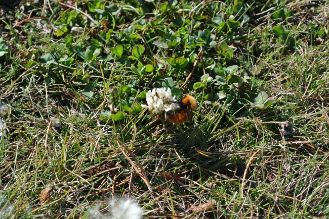 シロツメクサとミツバチです。