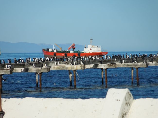 桟橋跡にたくさんの海鳥たちがいました。