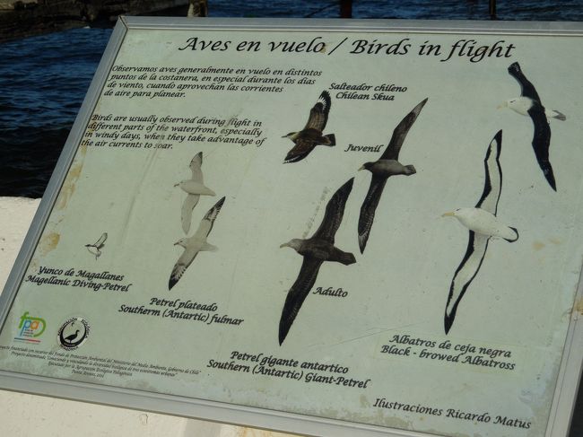 海鳥の説明です。