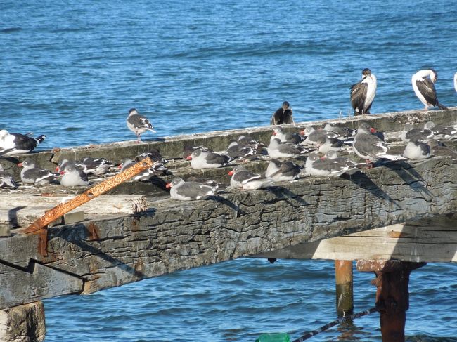 ウシュアイアで見た海鳥と、多分同じかと思いますが、<br />こちらは人を見ても寄ってきませんね。