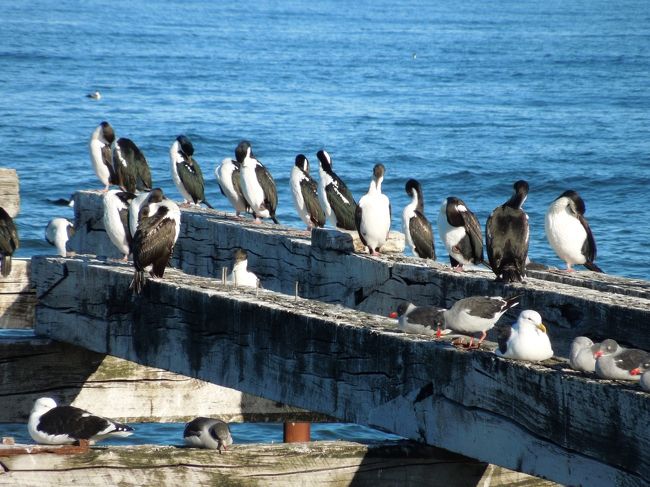 こちらも、あちらにいたものと同じ水鳥でしょうか？