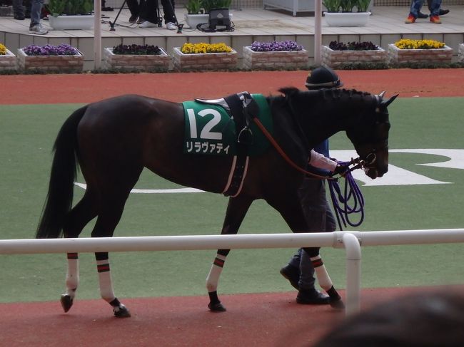 ・阪神競馬場　<br /><br />誰もが断然一番人気のハープスターの写真を撮る中、俺は一人この馬の写真を。<br />今年の俺のＰＯＧ馬なもんで。
