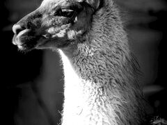 このかわいくない顔は「リャマ」。

　　　　　　　　
　　　　　　　　