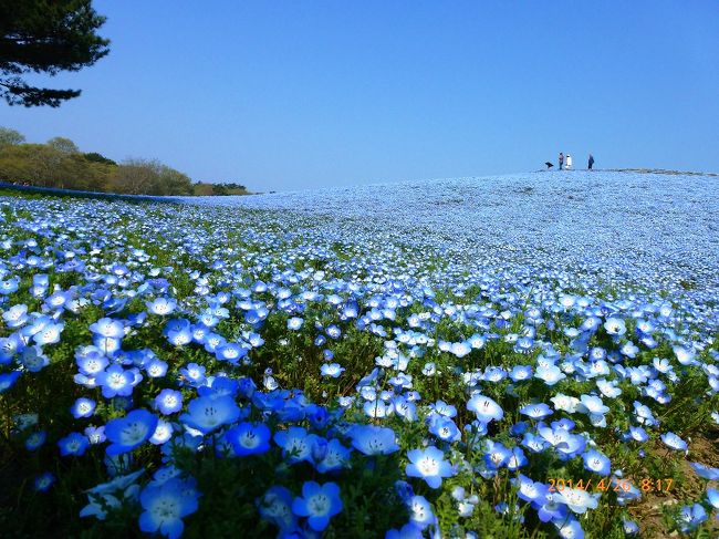 2014 ブルーの幻想的世界となった国営ひたち海浜公園の 2014 ブルーの幻想的世界となった国営ひたち海浜公園の