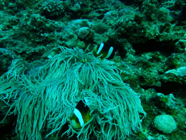 2日目は朝6時から早朝ダイビングです。<br />青の洞窟へいってきました。