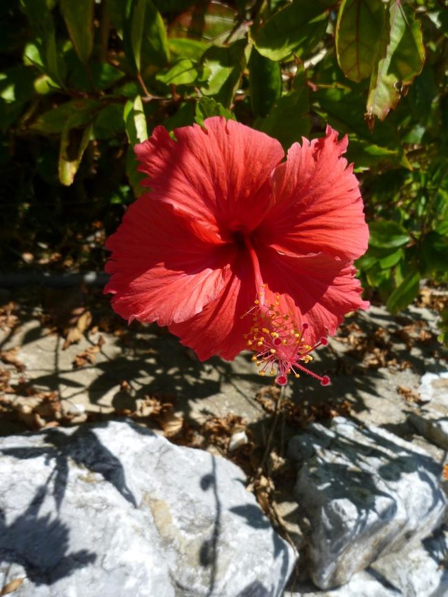 ハイビスカスもきれかった。