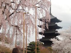 羅城門から歩いて５分くらいで、東寺に着きました。
ちょうど桜が咲いて、とても美しかったです。
観光客も、ここは大勢。
