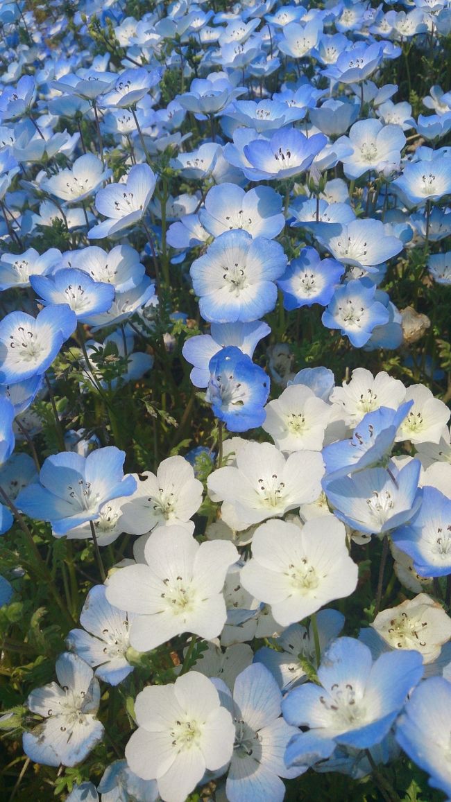 14春 天まで青いネモフィラ 春色に鮮やかなチューリップ絨毯 国営ひたち海浜公園 ひたちなか 茨城県 の旅行記 ブログ By らびたんさん フォートラベル