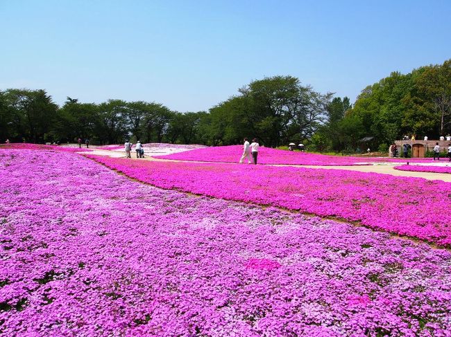 Vol. 2529 ヒガンバナが満開です〜野川公園 自然観察園