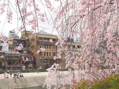川端通りから桜を通してみた。
鴨川の向こう側に見えるのは、先斗町歌舞練場。

面白い造りの建物ですね。