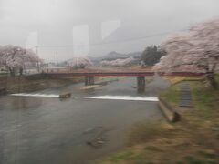　　列車の窓から見えた、角館の桜並木