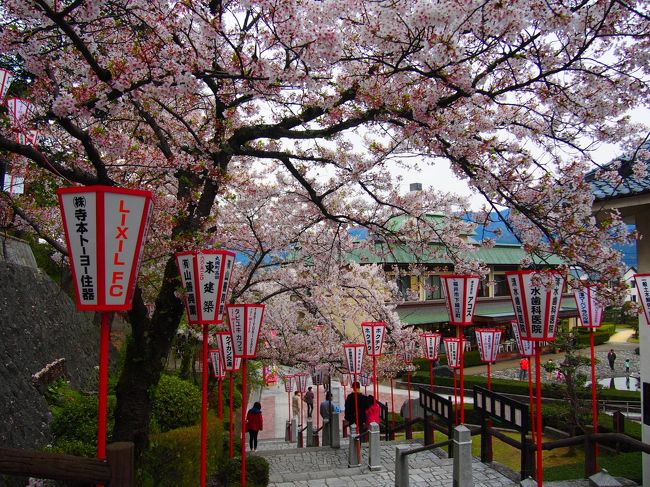 城のふもとから城の足元までの<br />桜の密集度合いがなかなかのもの。<br />