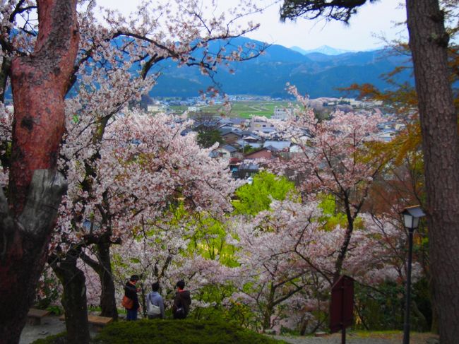 桜の隙間から見下ろす街イイネ