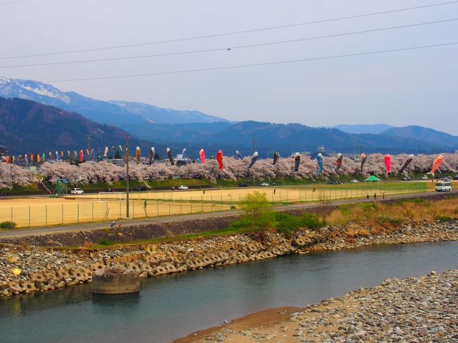 こいのぼりが気持ちよさそう。<br />桜が延々と続く後ろに雪をかぶった山。<br />