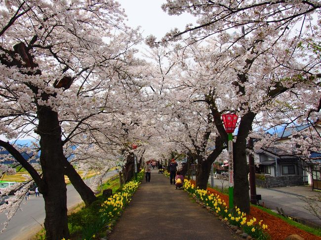 河川敷の桜は見事。