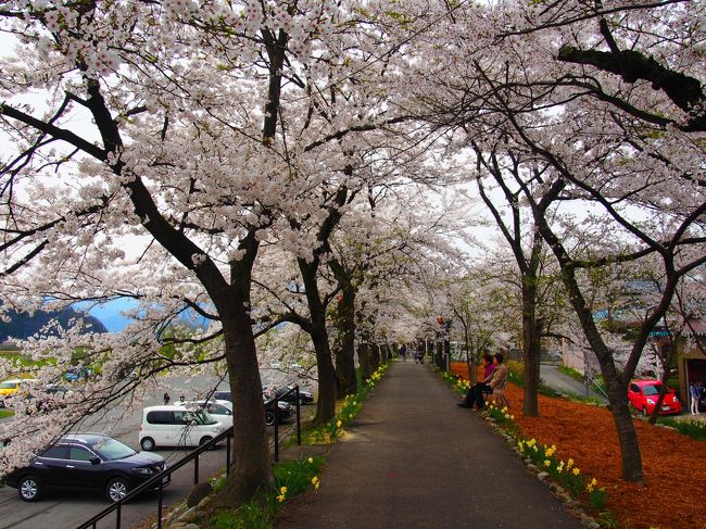 来年は九頭竜湖方面からまたこよう。