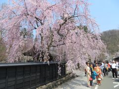 樺細工伝承館前の桜です。

ミス角館？んなわけないか？の着物を着た御嬢さん２人が、観光客の撮影に気軽に応じていました。