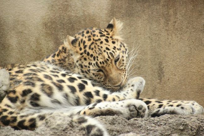 新幹線で行った初 神戸は雨の王子動物園 2 ジャガーの赤ちゃんやアムールヒョウに会いたい 魅惑の猛獣たちや可愛いボブキャットにビックリ 御影 灘 兵庫県 の旅行記 ブログ By まみさん フォートラベル 新幹線で行った初 神戸は雨の王子動物園 2 ジャガーの赤ちゃんやアムールヒョウに会いたい 魅惑の猛獣たちや可愛いボブキャットにビックリ 御影 灘 兵庫県 の旅行記 ブログ By まみさん フォートラベル