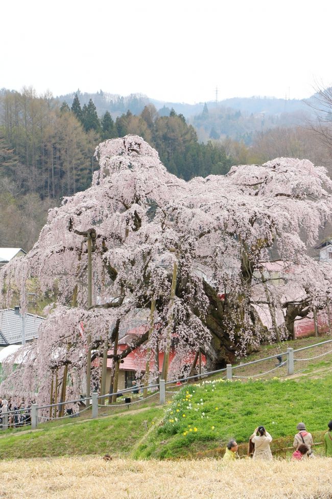 桜の見頃ドンピシャ ただし一ヶ所完全ハズレ 福島県５つの桜名所を巡る旅 ２日目 鶴ヶ城公園 会津武家屋敷 三春滝桜 夏井千本桜 福島県の旅行記 ブログ By ニッキーさん フォートラベル