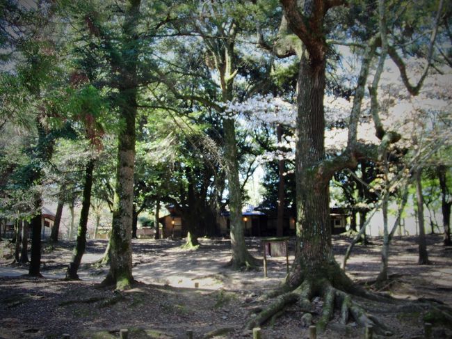 とりあえず、春日大社参道を万葉植物園の方角に向かった。<br /><br />木立の向こうに見えるのは、以前泊まった旅館「江戸三」だ。