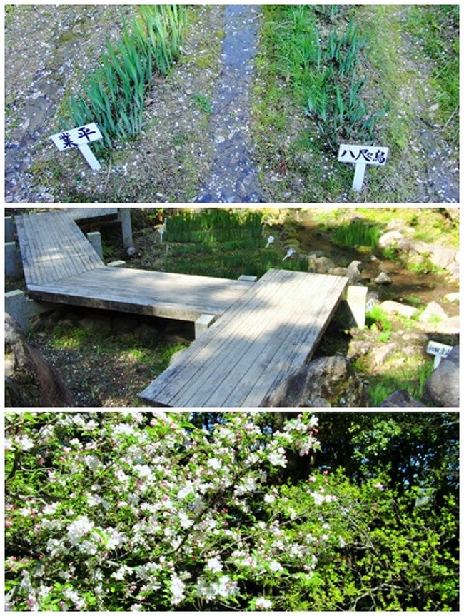 躑躅にはまだ遠く、藤も咲いていず。。。<br /><br />「業平」、「八咫烏」の文字に目を奪われ。<br />そのうち美しい菖蒲やアヤメが咲き誇るのだろう。<br />（私、菖蒲とアヤメの違いがイマヒトツ分かりません。説明されたときには、ああそうか、と思うのですがねぇ(>_<)）<br /><br />園内の八つ橋に「業平」を思い。。。<br />