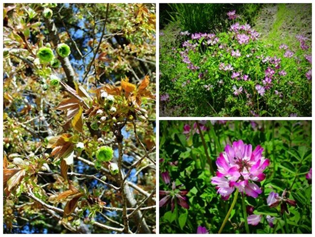 植物園には多くの木や花があって、あまり植物に詳しくない私には分からないものが多かった。<br /><br />この写真だと、左が「御衣黄（ぎょいこう）」。<br />右は蓮華草である。