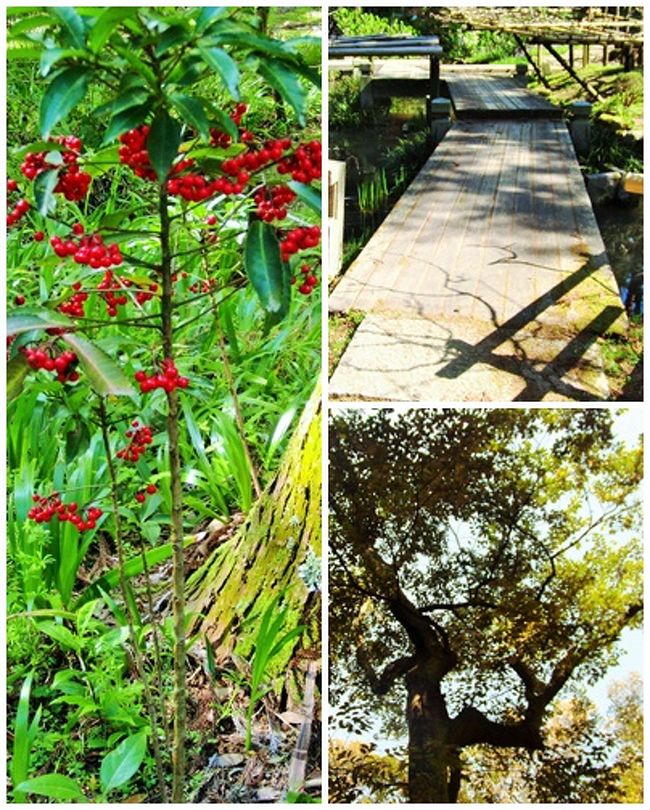 ひときわ目立つ赤い実のなっている木。<br />枝を広げる大樹。