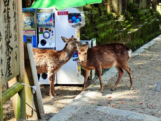 参道を下る途中で、やっと鹿さんと対面できた。<br /><br />昨年11月には、奈良に来ていながら一度も鹿さんに会えなかったことが心残りだったので、この出会いは本当にうれしかった！