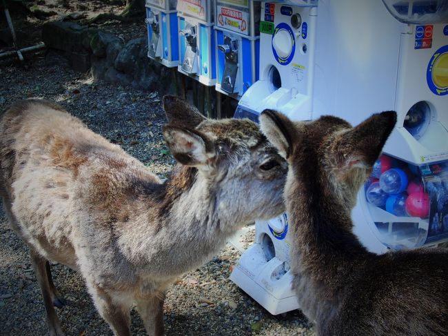 何かを囁きあっているような鹿さんたち。