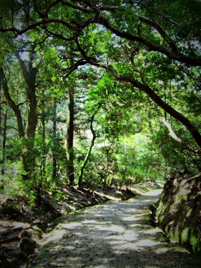 「ささやきのこみち」という名称を聞いて以来、憧れていたこの道に自転車で入り込んだが、かなりデコボコしていて、下り坂なのに怖くて自転車を押しながら進んだ。<br />我ながら情けないことに、本当に自転車乗りの感覚をどこかに置いてきてしまったらしい。