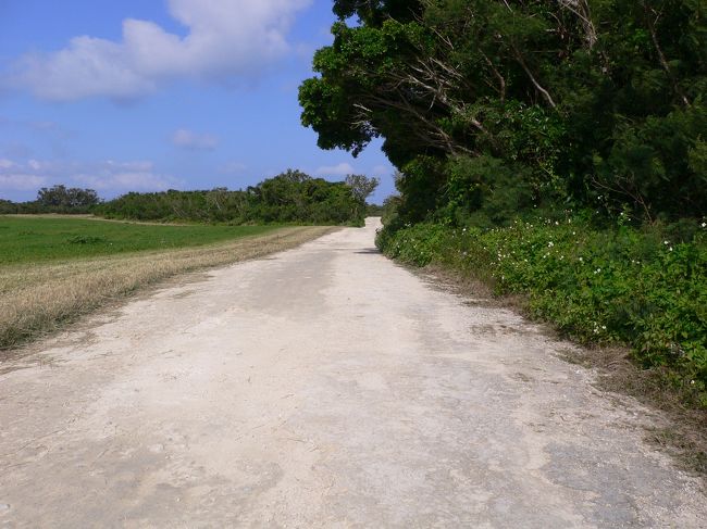 　アイヤル浜から戻る途中、リゾートホテル「星のや竹富島」付近の道で変わった蝶々が飛んでいるのを見かけた。 <br />　後で調べてみたら、白い花を好む「スジグロカバマダラ」という珍しい蝶々だと判った。 <br />　アイヤル浜への道沿いでは、白いセンダングサが多く咲いていて、「蝶の道」と呼ばれるほど、多くのスジグロカバマダラを見ることができるという。